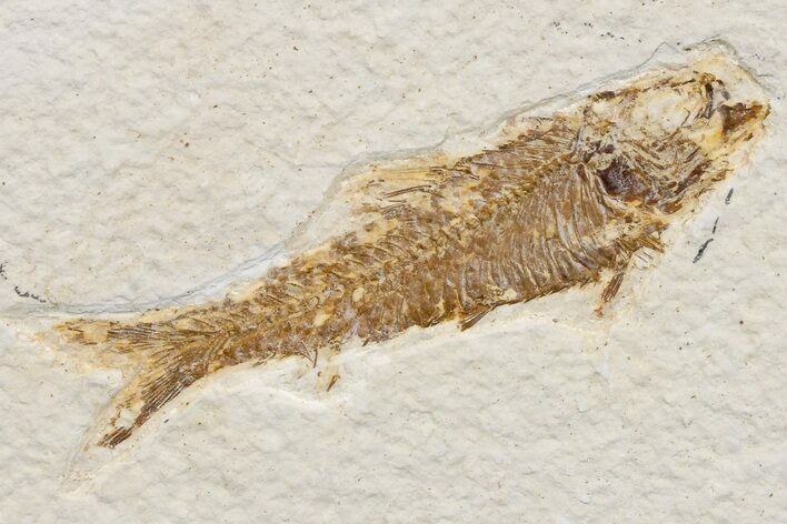 Detailed Fossil Fish (Knightia) - Wyoming #174650